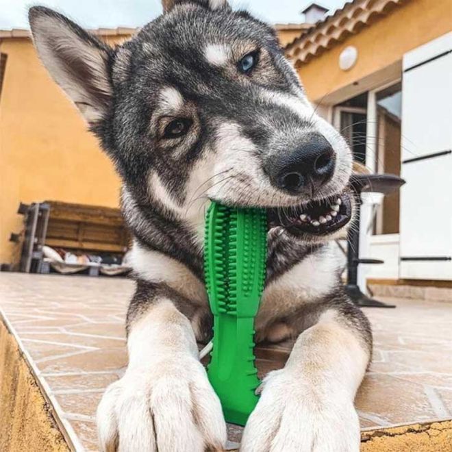 DentiPlay™ - Cepillo de Dientes para Perros.